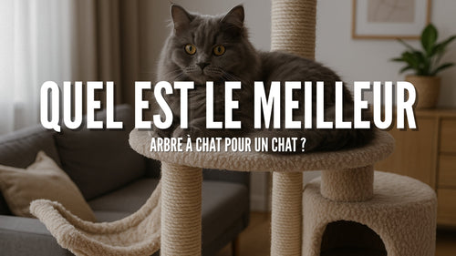 Quel est le meilleur arbre à chat pour un chat ?